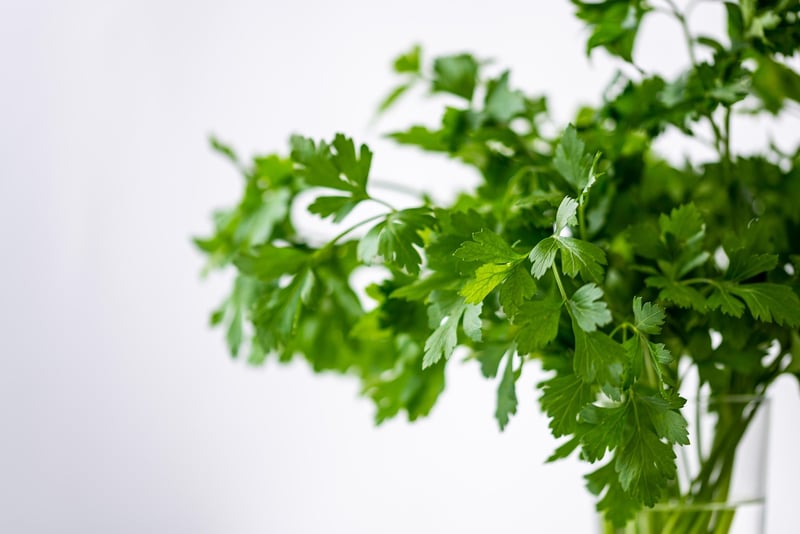 Herb Garden How-To